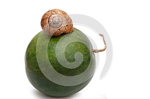 Snail on watermelon. Helix pomatia.