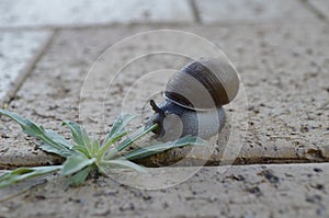 Snail and weed on sidewalk