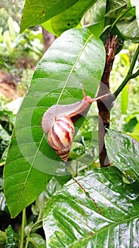 Snail on the wet green leaves