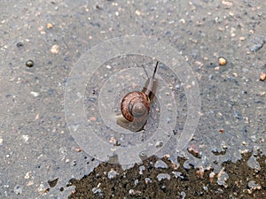 snail on wet pavement after rain in the daytime