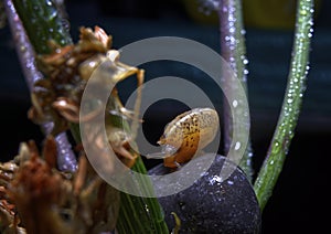 Snail on wet rock between plant branches