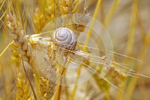 Snail on ripe wheat ears. Summer background