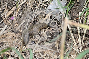 A snail which crawls very slow are everywhere in the grass field. Very spft and fragile animal