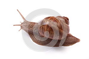 Snail on white photo