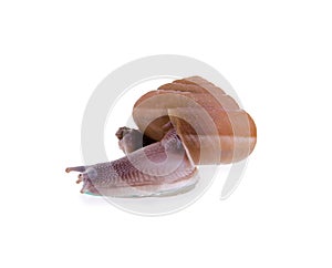 Snail on a white background