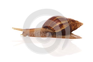 Snail on a white background