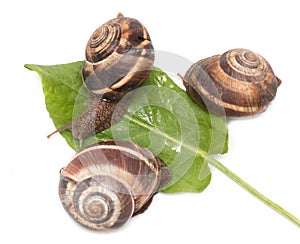 snail on a white background