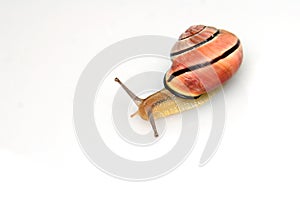 Snail white background