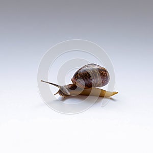 Snail