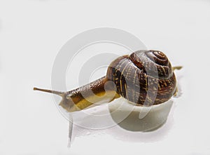 Snail