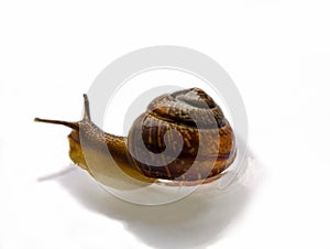 Snail