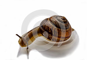 Snail