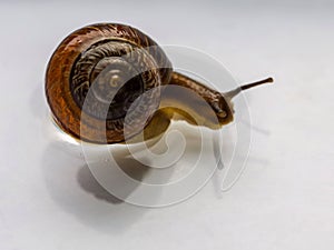Snail