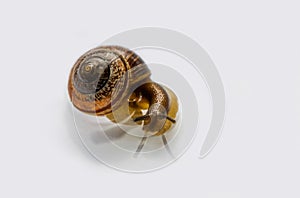 Snail