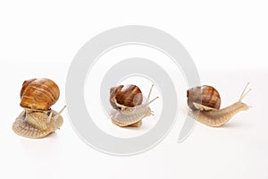 Snail white background animal brown. cute