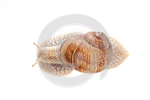 Snail white background animal brown. closeup