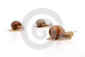 Snail white background animal brown. crawling