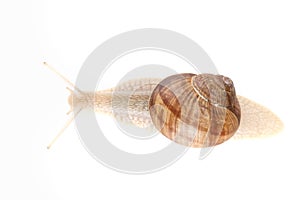 Snail white background animal brown. macro