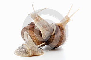 Snail white background animal brown. shell slimy