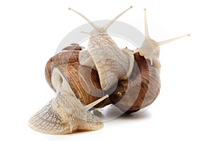 Snail white background animal brown. shell slug