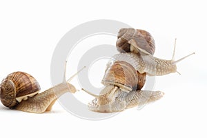 Snail white background animal brown. shell spiral