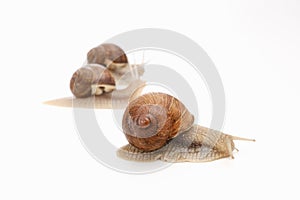 Snail white background animal brown. slimy