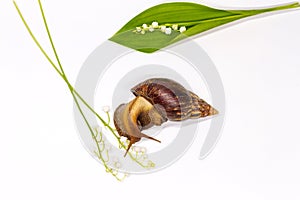 Snail on a white background and forest flowers