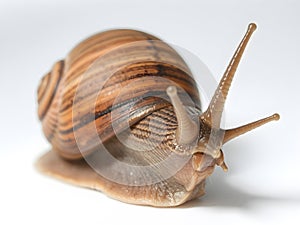 Snail on a white background. Isolation,