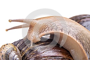 Snail on white background macro