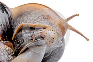 Snail on white background macro