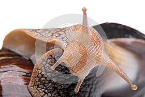 Snail on white background macro