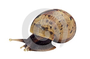 Snail white background