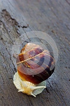 Snail with a white body moves along an old black wooden plank after rain