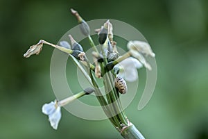 Snail on a white flower stem