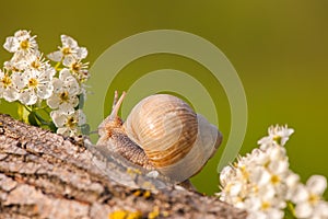 Snail between white flowers at sunset