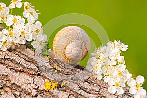 Snail between white flowers at sunset