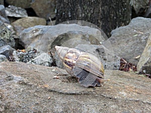 Snail on a white stone overgrown with moss