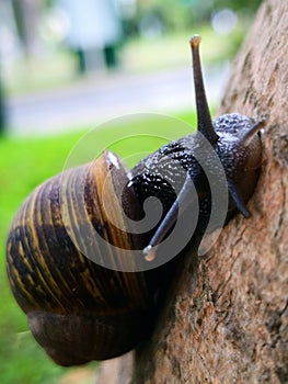 A snail in a wood