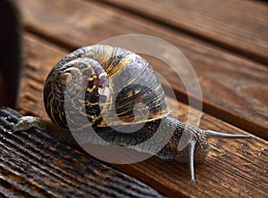 Snail on Wood