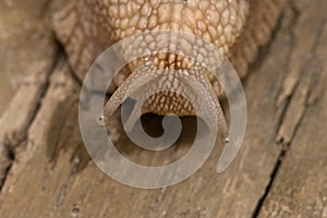 Snail on the wood face to face photo