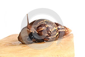 Snail on wood isolate on white background