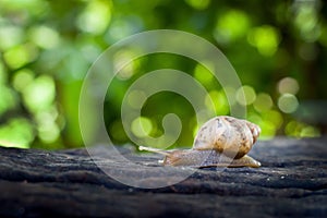 Snail on a wood log blurred background
