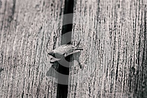 Snail on wooden boards at cloudy day