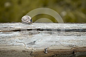 Snail on Wooden Fence