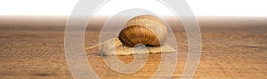 Snail on the wooden floor