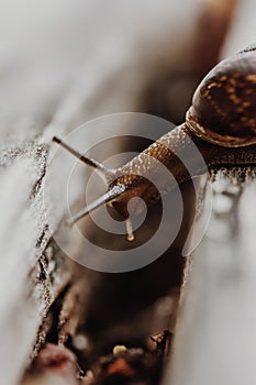 Snail on a wooden garden. The snail glides over the wet wood texture trying to climb from one board to another. Macro close-up of