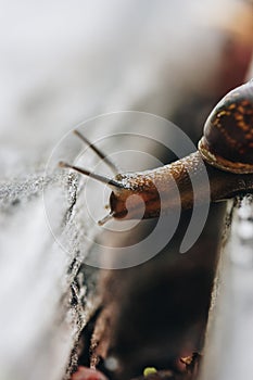 Snail on a wooden garden. The snail glides over the wet wood texture trying to climb from one board to another. Macro close-up of