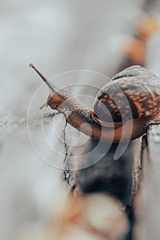 Snail on a wooden garden. The snail glides over the wet wood texture trying to climb from one board to another. Macro close-up of