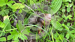 Snail in the woods grass, slow motion