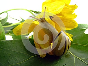 Snail on yellow flower